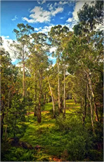 Tall Eucalypts, Sheep-yard Flat, Victorian high country, Australia Tall Eucalypts, Sheep-yard Flat, Victorian high country, Australia