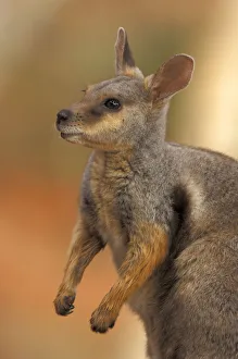 Tammar Wallaby (Macropus eugenii), Australia Tammar Wallaby (Macropus eugenii), Australia