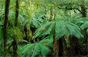 Tarra Valley National Park, Victoria, Australia Tarra Valley National Park, Victoria, Australia