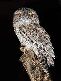 Photographers/kathryn diehm photography/tawny frogmouth podargus strigoides Photographers/kathryn diehm photography/tawny frogmouth podargus strigoides