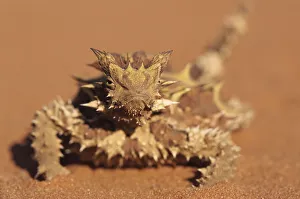 Thorny Devil, Alice Springs, Northern Territory, Australia Thorny Devil, Alice Springs, Northern Territory, Australia
