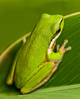 The Tiny Wallum Sedge Frog The Tiny Wallum Sedge Frog