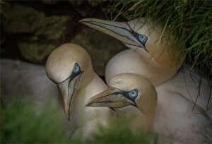 Images Dated 14th July 2015: Trio of young Gannets, Shetland Islands, Scotland