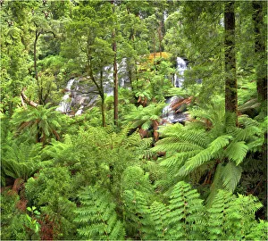 Triplet falls, Otway ranges, Victoria, Australia Triplet falls, Otway ranges, Victoria, Australia