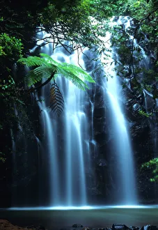Tropical tree fern overhanging waterfall on Elinjaa Creek Tropical tree fern overhanging waterfall on Elinjaa Creek
