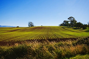 View of Clear Blue Sky with Vegetable Farm in the Foreground in Devonport, North Tasmania, Australia View of Clear Blue Sky with Vegetable Farm in the Foreground in Devonport, North Tasmania, Australia