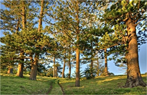 A view of the fine weather track that leads down to Point Ross and the Shearwater colony on Norfolk Islands coastline A view of the fine weather track that leads down to Point Ross and the Shearwater colony on Norfolk Islands coastline