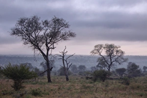 View of South African Trees and Scrubs in the Misty Foggy Morning at Kruger National Park View of South African Trees and Scrubs in the Misty Foggy Morning at Kruger National Park