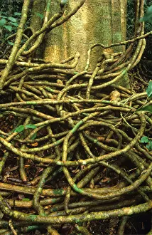 Vines at base of tropical rainforest tree, close-up Vines at base of tropical rainforest tree, close-up