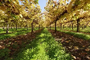 Autumn Red Vineyards Print, Victoria