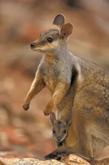 Wallabymutter mit Jungtier im Beutel, Macropu eugenii | Wallabymutter mit Jungtier im Beutel, Macropu eugenii |