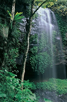 Waterfall in rainforest, Dorrigo National Park, New South Wales, Australia Waterfall in rainforest, Dorrigo National Park, New South Wales, Australia