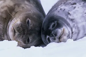 Weddell Seal (Leptoychotes weddellii) and juvenile on sea ice Weddell Seal (Leptoychotes weddellii) and juvenile on sea ice