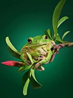A White Lipped frog perching on the edge of a branch of Adenium plant A White Lipped frog perching on the edge of a branch of Adenium plant
