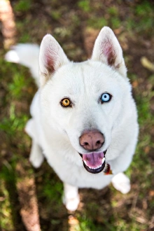 White Siberian Husky dog with different color eyes White Siberian Husky dog with different color eyes