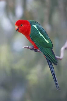 Images Dated 10th February 2019: Wild Australian King Parrot (Alisterus scapularis) perched on branch