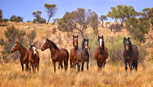 Wild Horses Australia
