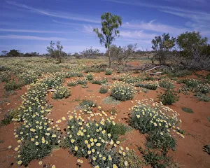 Wildflowers and daisies in Sturt Stony Desert, New South Wales, Australia Wildflowers and daisies in Sturt Stony Desert, New South Wales, Australia