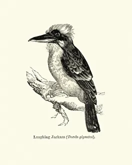 Wildlife, Birds, laughing kookaburra (Dacelo novaeguineae)