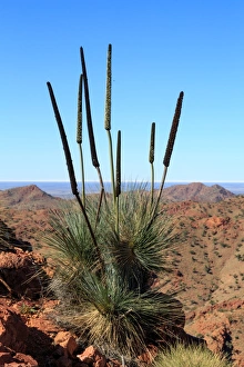 Xanthorrhoea plant. Arkaroola. South Australia Xanthorrhoea plant. Arkaroola. South Australia