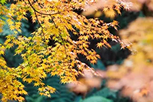 Australian Autumn Leaves Prints: Yellow Maple