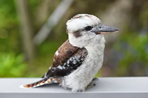 Young kookaburra standing on railing