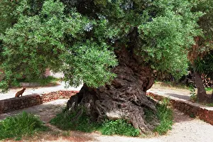 Ancient Olive Tree Prints: A 3000 year old olive tree