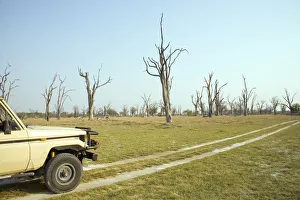 4X4, Adventure, Bare Tree, Clear Sky, Dead Tree Island, Jeep, Landscape, No People 4X4, Adventure, Bare Tree, Clear Sky, Dead Tree Island, Jeep, Landscape, No People