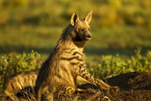 Aardwolf, Ngorongoro, Tanzania Aardwolf, Ngorongoro, Tanzania
