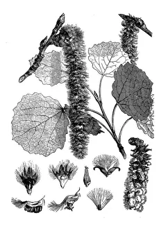 Abele, silver poplar, silverleaf poplar, white poplar (Populus alba) Abele, silver poplar, silverleaf poplar, white poplar (Populus alba)