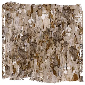 Abstract Pattern of Peeling Lead Paint Abstract Pattern of Peeling Lead Paint