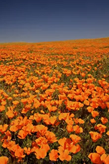 abundance, antelope valley poppy preserve, beauty in nature, california, california poppy abundance, antelope valley poppy preserve, beauty in nature, california, california poppy
