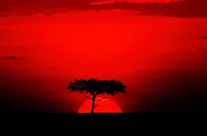 Acacia trees and sunset, Masai Mara, Kenya Acacia trees and sunset, Masai Mara, Kenya