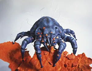 Acariformes, Acarina, Allergy, Animalia, Arachnida, Colour Background, Colour Image Acariformes, Acarina, Allergy, Animalia, Arachnida, Colour Background, Colour Image