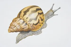 Achatina fulica, Giant African Snail with striped shell Achatina fulica, Giant African Snail with striped shell