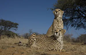 acinonyx jubatus, alertness, animal behavior, animal themes, animals in the wild acinonyx jubatus, alertness, animal behavior, animal themes, animals in the wild