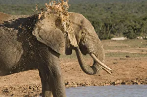 addo, african bush elephant, african elephant, animal themes, color image, day, eastern addo, african bush elephant, african elephant, animal themes, color image, day, eastern