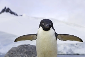 Adelie penguin, Cape Evensen, Antarctic Pen Adelie penguin, Cape Evensen, Antarctic Pen