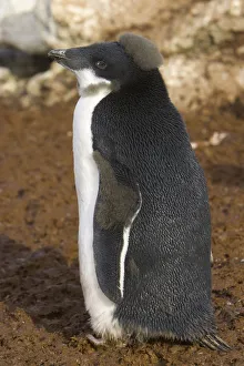 Adelie penguin chick, Antarctic Peninsula Adelie penguin chick, Antarctic Peninsula