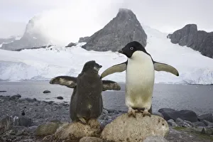 Adelie penguins, Cape Evensen; Antarctic Pen Adelie penguins, Cape Evensen; Antarctic Pen