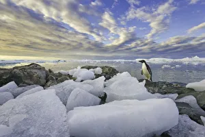 Adelie penguins, Holtedehl Bay, Antarctic Pen Adelie penguins, Holtedehl Bay, Antarctic Pen