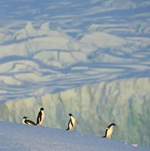 Adelie penguins on iceberg, Antarctic Peninsula Adelie penguins on iceberg, Antarctic Peninsula