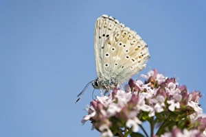Adonis Blue Butterfly -Polyommatus bellargus-, Thuringia, Germany Adonis Blue Butterfly -Polyommatus bellargus-, Thuringia, Germany