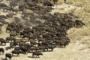 Adult Animal, African Animal, Animal Behavior, Animal Themes, Animal life Adult Animal, African Animal, Animal Behavior, Animal Themes, Animal life