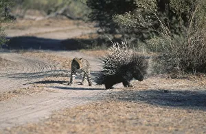 Adult Animal, Alertness, Animal Behavior, Animal Themes, Animal life, Animals In The Wild Adult Animal, Alertness, Animal Behavior, Animal Themes, Animal life, Animals In The Wild