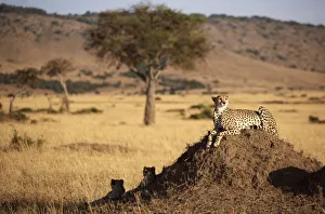 Adult Animal, Alertness, Animal Themes, Animal life, Animals In The Wild, Carnivorous Adult Animal, Alertness, Animal Themes, Animal life, Animals In The Wild, Carnivorous