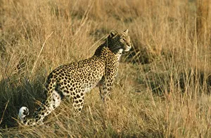 Adult Animal, Animal Themes, Animal life, Animals In The Wild, Endangered Species Adult Animal, Animal Themes, Animal life, Animals In The Wild, Endangered Species