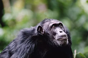 Adult chimpanzee (Pan troglodytes) looking up, close-up Adult chimpanzee (Pan troglodytes) looking up, close-up