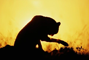 Adult female cheetah (Acinonyx jubatus) in silhouette, dawn Adult female cheetah (Acinonyx jubatus) in silhouette, dawn