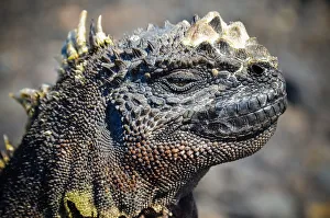 Adult marine iguana face closeup in The Tintoreras Adult marine iguana face closeup in The Tintoreras
